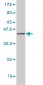 TRAF6 Antibody (monoclonal) (M02)
