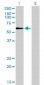 TRAF6 Antibody (monoclonal) (M02)