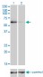 TRAF6 Antibody (monoclonal) (M02)