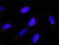 TRAF6 Antibody (monoclonal) (M02)