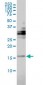 TRAPPC2 Antibody (monoclonal) (M01)