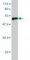 TREM1 Antibody (monoclonal) (M04)