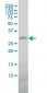 TREM1 Antibody (monoclonal) (M04)