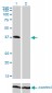 TRIB2 Antibody (monoclonal) (M04)