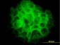 TRIB3 Antibody (monoclonal) (M03)