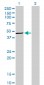 TRIB3 Antibody (monoclonal) (M03)