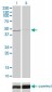 TRIB3 Antibody (monoclonal) (M03)