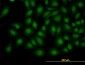 TRIB3 Antibody (monoclonal) (M06)