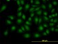 TRIB3 Antibody (monoclonal) (M06)