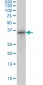 TRIB3 Antibody (monoclonal) (M06)