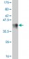 TRIM16 Antibody (monoclonal) (M01)