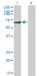 TRIM16 Antibody (monoclonal) (M01)