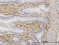 TRIM16 Antibody (monoclonal) (M02)