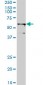 TRIM23 Antibody (monoclonal) (M01)