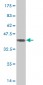 TRIM24 Antibody (monoclonal) (M01)