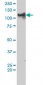 TRIM24 Antibody (monoclonal) (M01)