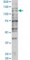 TRIM24 Antibody (monoclonal) (M01)