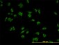 TRIM24 Antibody (monoclonal) (M01)