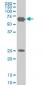 TRIM25 Antibody (monoclonal) (M02)