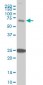 TRIM25 Antibody (monoclonal) (M03)