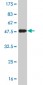 TRIM28 Antibody (monoclonal) (M01)
