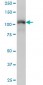 TRIM28 Antibody (monoclonal) (M01)