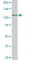 TRIM28 Antibody (monoclonal) (M01)