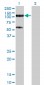 TRIM28 Antibody (monoclonal) (M01)