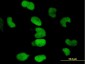 TRIM28 Antibody (monoclonal) (M01)