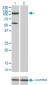 TRIM28 Antibody (monoclonal) (M01)
