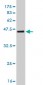 TRIM28 Antibody (monoclonal) (M02)