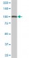 TRIM28 Antibody (monoclonal) (M02)