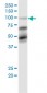 TRIM28 Antibody (monoclonal) (M02)