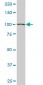 TRIM28 Antibody (monoclonal) (M02)