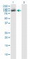 TRIM28 Antibody (monoclonal) (M02)