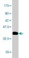 TRIM33 Antibody (monoclonal) (M01)