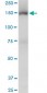 TRIM33 Antibody (monoclonal) (M01)