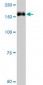 TRIM33 Antibody (monoclonal) (M01)