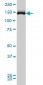 TRIM33 Antibody (monoclonal) (M01)