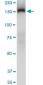 TRIM33 Antibody (monoclonal) (M01)