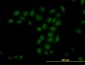 TRIM33 Antibody (monoclonal) (M02)