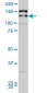 TRIM33 Antibody (monoclonal) (M02)