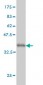 TRIM63 Antibody (monoclonal) (M01)