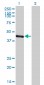 TRIM63 Antibody (monoclonal) (M01)