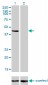 TRIM63 Antibody (monoclonal) (M01)