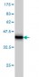 TRIM68 Antibody (monoclonal) (M01)