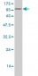 TRIP13 Antibody (monoclonal) (M02)