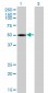 TRIP6 Antibody (monoclonal) (M04)