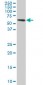 TROVE2 Antibody (monoclonal) (M01)