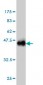 TSC22D1 Antibody (monoclonal) (M01)